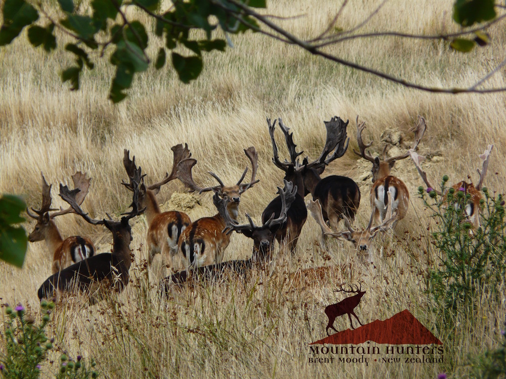 Fallow bucks in hard velvet early February 